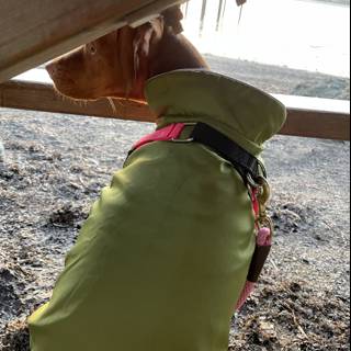 Green Jacketed Dog Taking a Breather Under the Bench