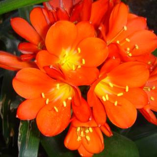 Vibrant Orange Flowers Up Close