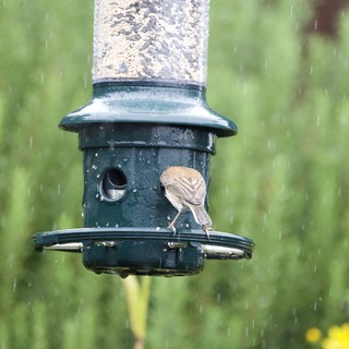 Bird Feeding in the Rain at Tube Feeder