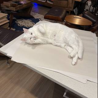 The White Cat on a Coffee Table
