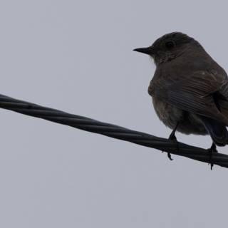 Perched on a Line