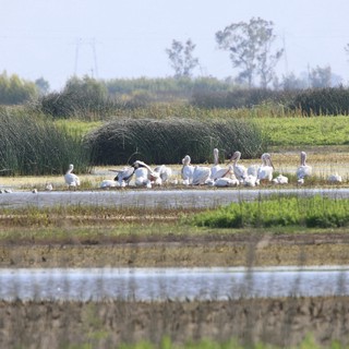 Dalmatian Pelicans Resting in Yolo Bypass Wetlands