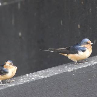 Swallow Companions