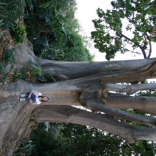moreton-bay-fig