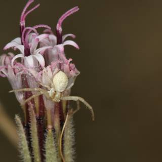 Garden Spider Resting on a Daisy Stem