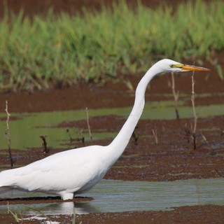 Great Egret Foraging in Shallow Wetland Waters