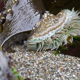 Giant Green Anemone Exposed at Low Tide