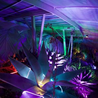Enchanted Night at the Garden of D'Lights