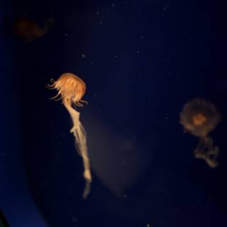 Jellyfish in the National Aquarium
