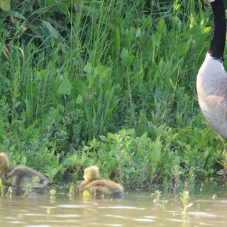 Canada Goose Parent with Goslings in Wetland Marsh