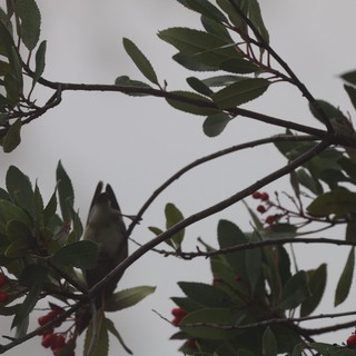 Cedar Waxwing Perched Among Red Berries