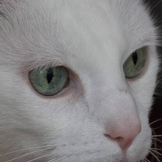 Mesmerizing Gaze