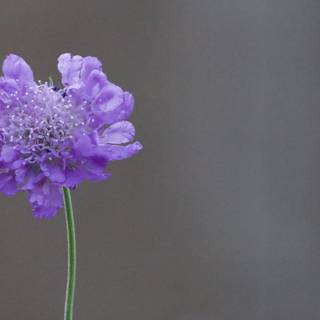 Solitary Beauty