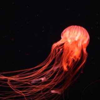 Radiant Jellyfish at the Aquarium