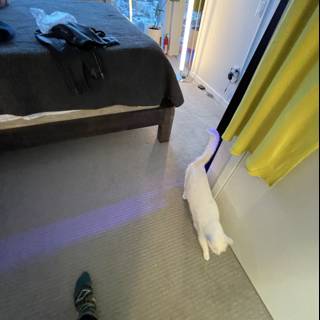 White Cat on a Bedroom Floor
