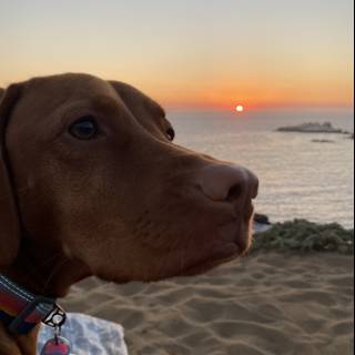 Serene Sunset with Furry Companion