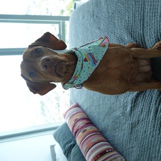 Adorable Puppy in Colorful Bandana on Couch