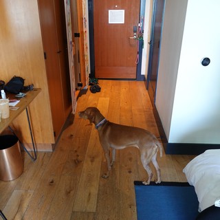 Dog Standing in Cozy Bedroom Interior