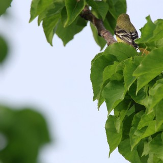 natural habitat, deciduous tree area