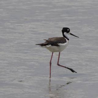 Graceful Stroll in the Bay