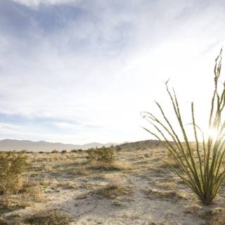Desert Plant Against the Clear Blue Sky