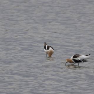 Dancing Among the Ripples