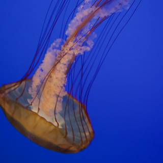 Majestic Depths: The Ballet of a Jellyfish