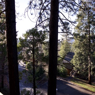 Mountain Cabin View Through Forest Pines