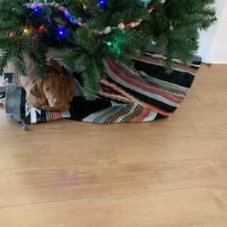 A Dog's Christmas