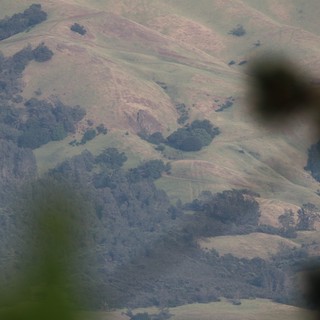 Raptor Silhouette Against Rolling California Hills