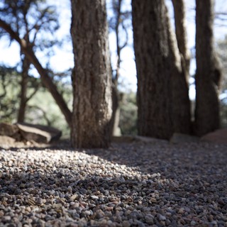 forest trail