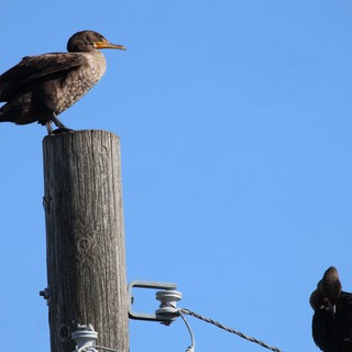Cormorants Perched on Weathered Wooden Post at Dusk