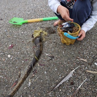 Young Explorer Collecting Beach Treasures by the Shore