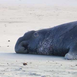 Elephant Seal Resting on Drakes Beach Sand