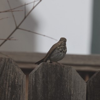 Spotted Thrush Perched on Weathered Wooden Fence