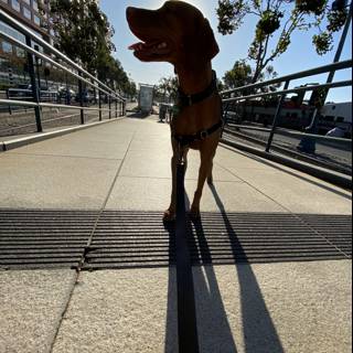 Urban canine takes a stroll