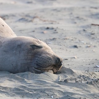 Elephant Seal Resting Peacefully on Sandy Beach