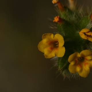 Serene Yellow Geranium
