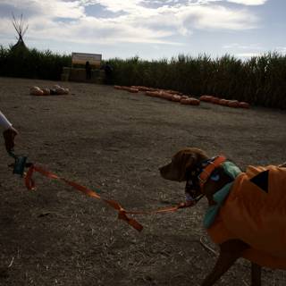Safety-First Pumpkin Patch Pooch at Halfmoon Bay
