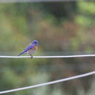 Serenity on a Wire