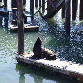 Seal lounging on the dock