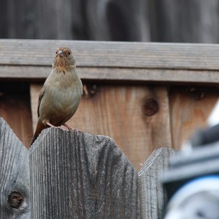 Small Brown Bird Perched on Weathered Wooden Fence