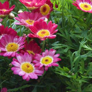 Blossoms of Spring Delight