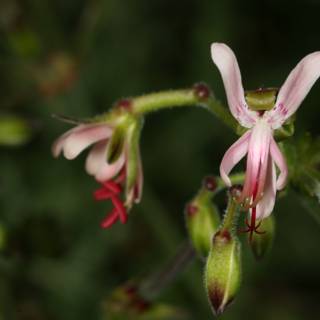 Pink Geranium Close-Up