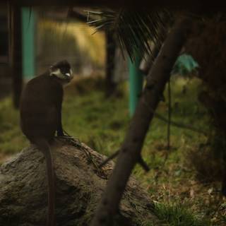 Monkey Majesty at Oakland Zoo, 2023