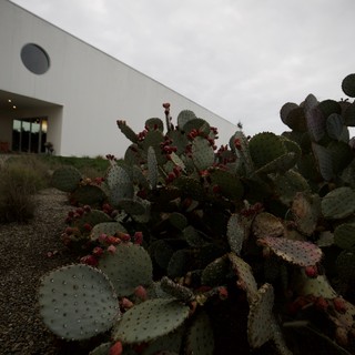 Prickly Pear Cactus Garden at Modern Architecture