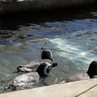 Penguin Pals at Play