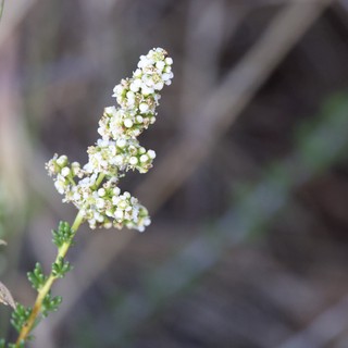 Delicate White Wildflowers Blooming on Mt. Diablo