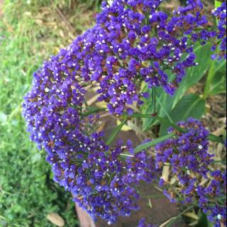 Bunch of Purple Geraniums and Irises in Altadena Garden