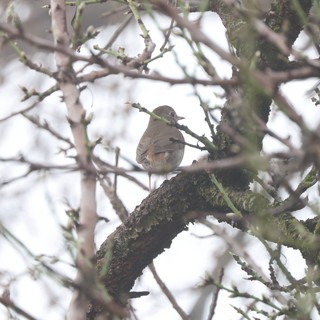 Small Bird Perched on Moss-Covered Branch in Winter